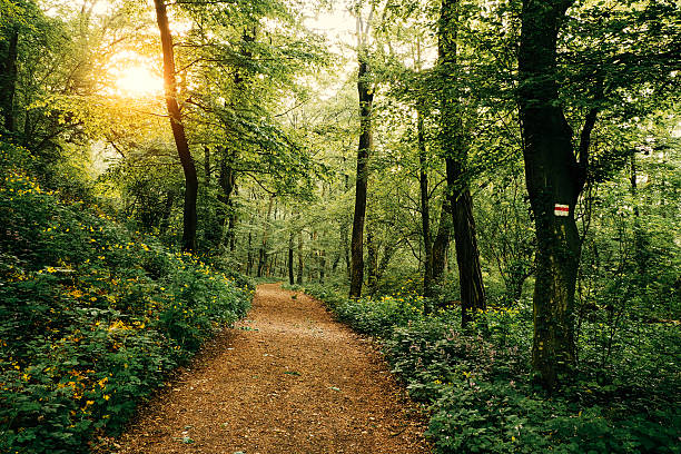 Footpath in the forest